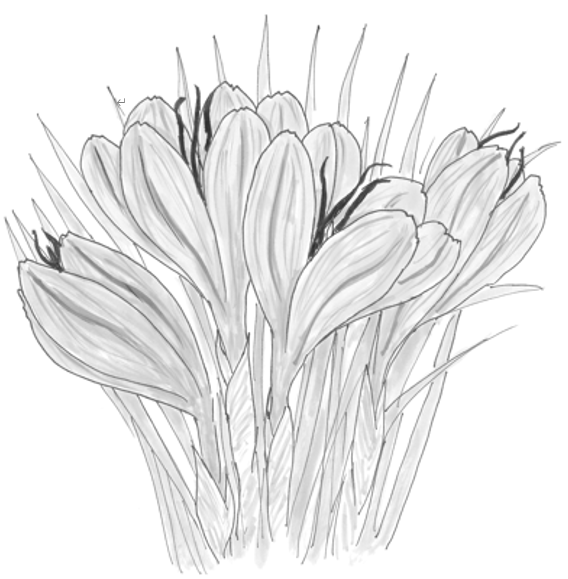 サフランのイラスト